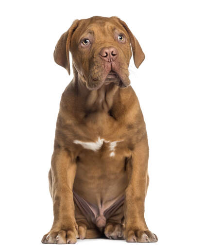 Un beau jeune mâle dogue de bordeaux assis très proprement