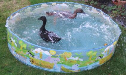 S'amuser dans le bain