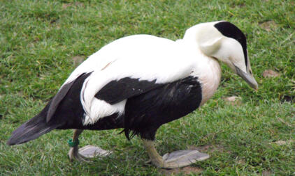 Canard sur l'herbe