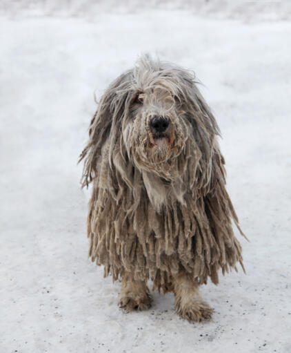 Un komondor avec un merveilleux long manteau, jouant dans la Snow