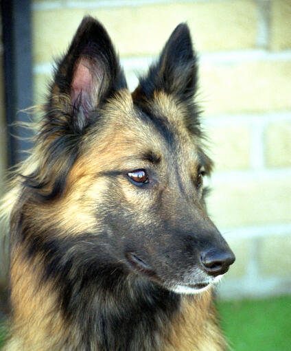 Un gros plan sur les merveilleuses oreilles pointues d'un tervuren belge