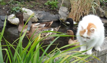 Les chats peuvent être amis