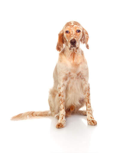 Un setter anglais à poil rouge et blanc, en attente d'une commode