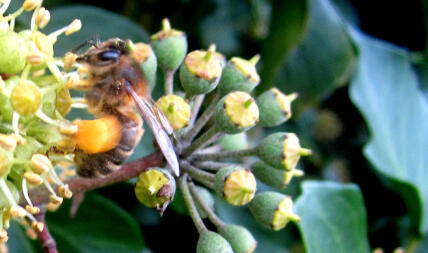 Close up of Bee on Ivy la collecte de pollen