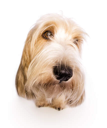 Le joli visage d'un basset griffon vendéen petit