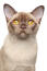 Un chat birman champagne avec un nez brun et des yeux lden Go