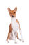 Un beau jeune basenji brun et blanc assis fièrement