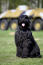 Un terrier russe noir adulte avec un pelage noir et en bonne santé