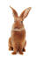 Un lapin fauve de bourGogne montrant ses belles grandes oreilles