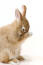 Un lapin nain des pays-bas se nettoyant, montrant ses belles oreilles