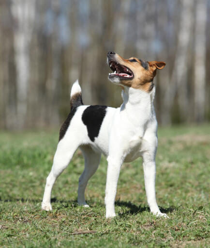 Un parson russell terrier debout, montrant ses merveilleuses longues jambes