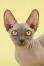 Un chat bambino foncé avec des yeux de Golden et de grandes oreilles