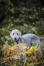 Un beau petit bedlington terrier jouant dehors