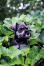 La tête d'un merveilleux schnauzer miniature sortant des buissons