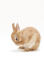 Un adorable petit lapin nain de hollande qui se nettoie.