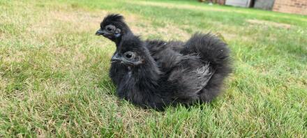 Paire Silkie
