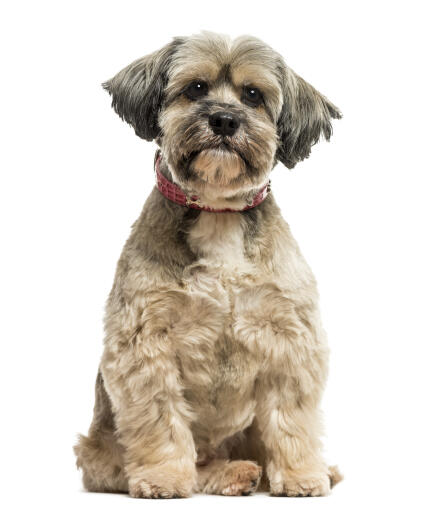 Un adorable petit lhasa apso avec une coupe courte de chiot et des oreilles flottantes