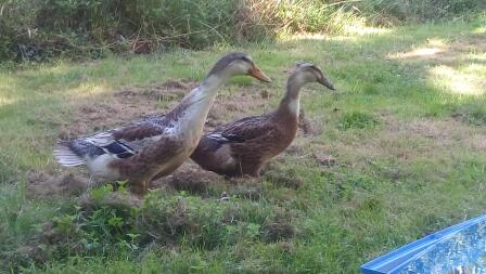 Saturnin et Griotte, canards Rouen.