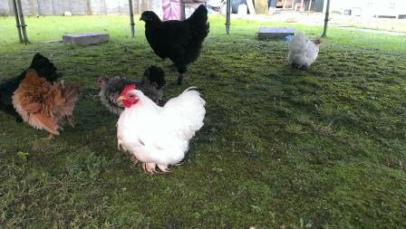 Quelques-uns de mon troupeau, White Pekin (coq et poule), Black Pekin, Frizzle Serama et Black Brahma