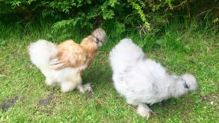 Nos deux premiers Silkies! Un autre en route vendredi! Nous avons hâte!