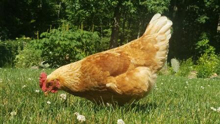 Poule qui cherche des vers dans le jardin