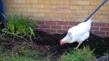 aide dans le jardin