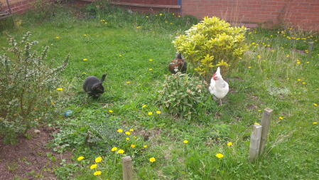 présenter notre chat aux poulets. on ne sait toujours pas qui a le plus peur