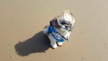 César a la plage