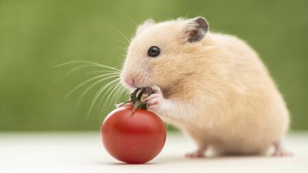 MON LOVELY HAMSTER, AIME LES TOMATES