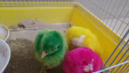 Trois poussins de couleur différente chacun, un vert, un rose et un jaune