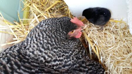 poussin noire et maman poule