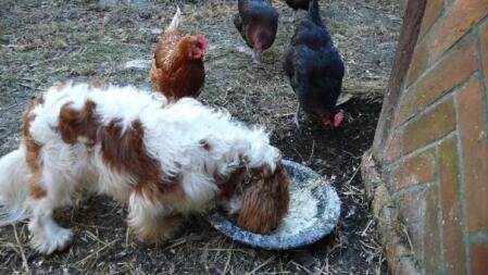 Un chien qui mange la nourriture des poulets.