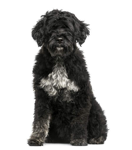Un adorable chien d'eau portugais noir et pelucheux