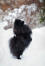 Un adorable petit poméranien noir, exerçant ses pattes arrières dans le... Snow