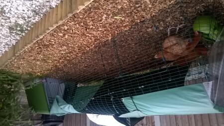 Eglu Go avec course de 3 mètres sur copeaux de bois - une excellente surface d'entretien facile pour les poules