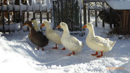 Cicilinos en hiver