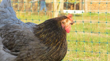 Un poulet qui regarde une clôture Omlet 