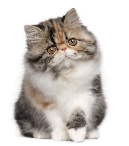 Un chaton persan de couleur calico