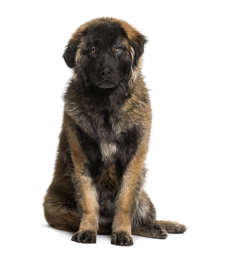 Un beau et jeune leonberger avec un poil court et épais de chiot