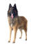 Un chien de berger belge (tervueren) debout avec la langue sortie