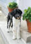Un magnifique chien d'eau portugais noir et blanc aux pattes incroyablement hautes
