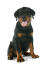 Un magnifique chiot rottweiler montrant ses pattes géantes