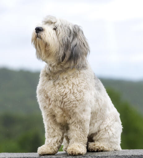 Un beau chien de berger polonais de plaine profitant de la brise de la campagne