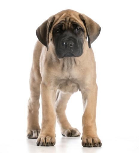 Mastiff-chiot