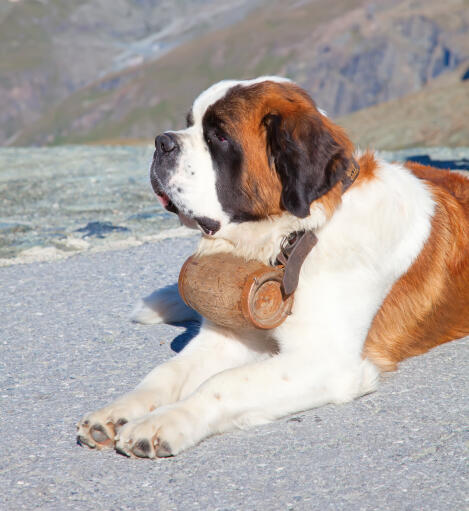 Un magnifique saint bernard adulte couché proprement sur le sol