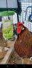 Super pour les poules
