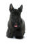 Un scottish terrier adulte magnifiquement toiletté, montrant sa longue frange et ses oreilles pointues