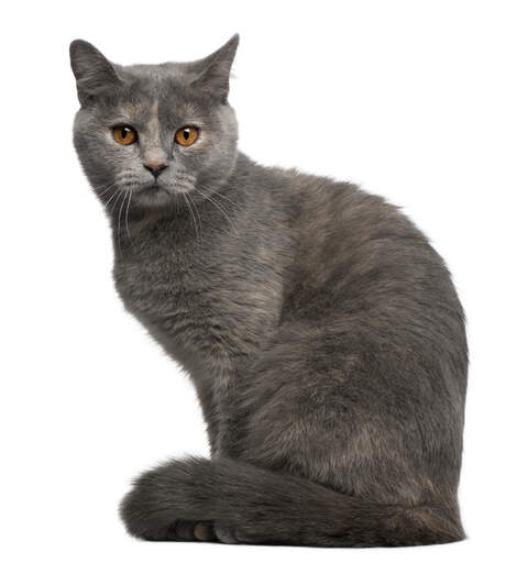 Un british shorthair en peluche avec des yeux ambrés