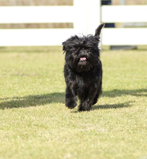 Un petit affenpinscher heureux qui court dans l'herbe