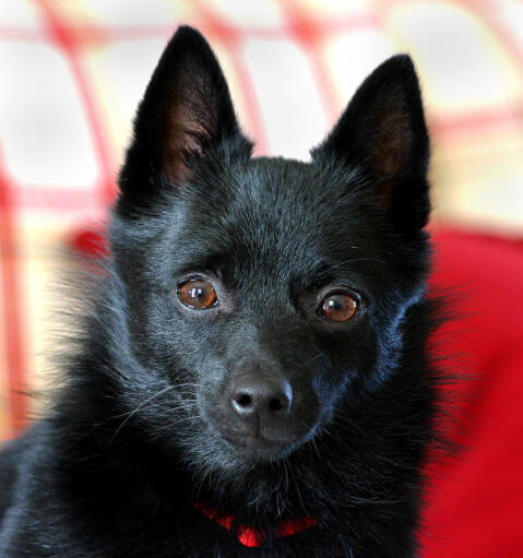 Un gros plan des incroyables grandes oreilles pointues d'un schipperke